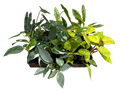 Philodendron Upright Premium Asst